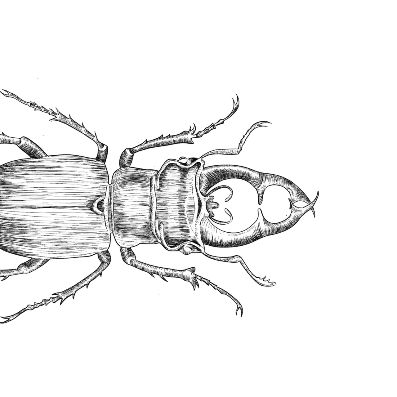 BACSAC illustrations